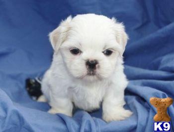 Shih Tzu Puppies for Sale
